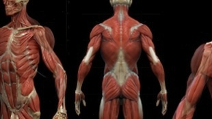 人体肌肉-3D解剖-绘画参考