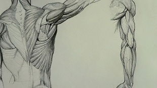 胳膊-上肢-手臂-解剖