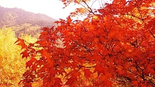 秋天-风景