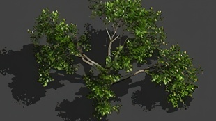 树木-正面-平视角-PNG1