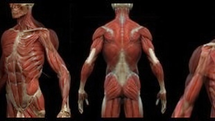 人体-生物-解剖学