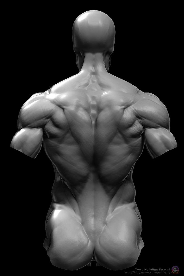 美术绘画 艺用三维3D人体雕塑解剖 肌肉骨骼结构 参考资料图片 3dmax 游戏动画 游戏模型 第13张