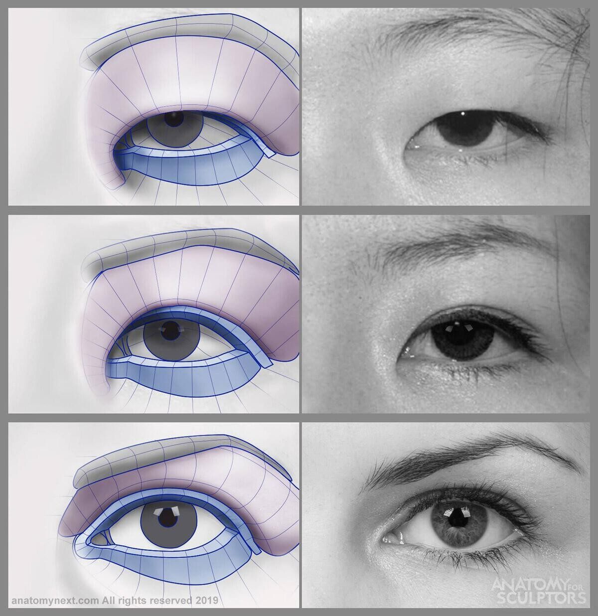3种内眼角形状，你最适合哪种？ 内眦赘皮不仅影响_圈子-新氧美容整形